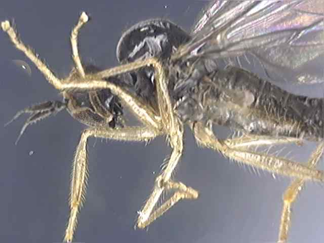 Rhamphomyia 1